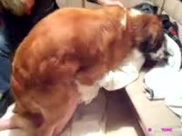 Kinky babe got fucked hard from behind by dog